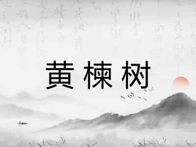 黄楝树